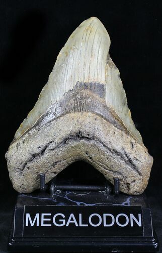 Bargain Megalodon Tooth - North Carolina #21945